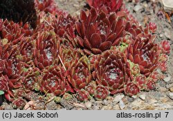 Sempervivum tectorum Commander Hay