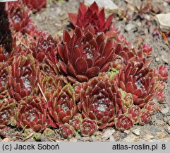 Sempervivum tectorum Commander Hay