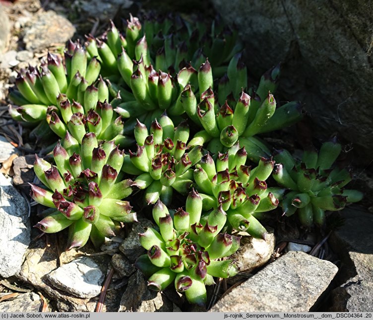 Sempervivum Monstrosum