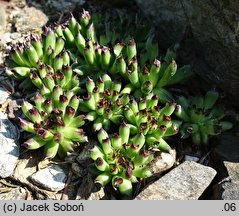 Sempervivum Monstrosum