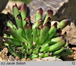 Sempervivum Monstrosum