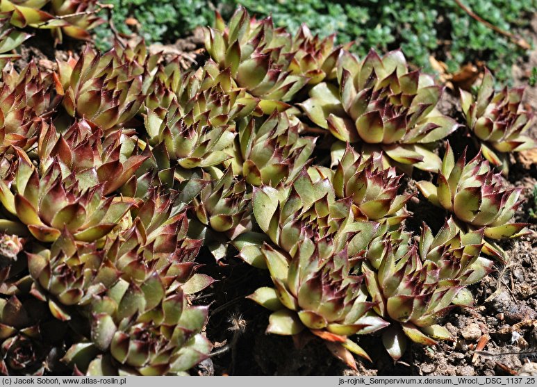 Sempervivum ×stenopetalum