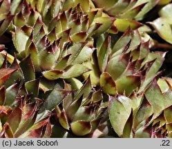 Sempervivum ×stenopetalum