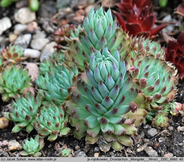 Orostachys cv. Mongolei (rojnikowiec 'Mongolei')
