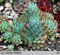 Orostachys ‘Mongolei’ (rojnikowiec 'Mongolei')