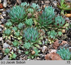 Orostachys cv. Mongolei (rojnikowiec 'Mongolei')