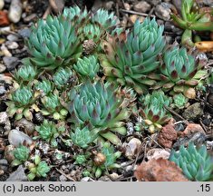 Orostachys ‘Mongolei’ (rojnikowiec 'Mongolei')