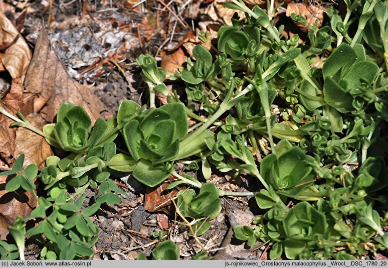 Orostachys malacophyllus