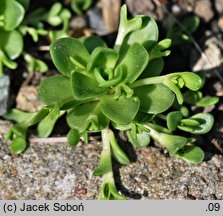 Orostachys malacophyllus