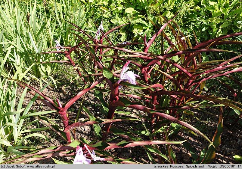 Roscoea Spice Island