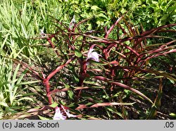 Roscoea Spice Island