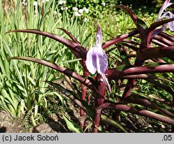 Roscoea Spice Island