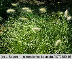 Pennisetum villosum