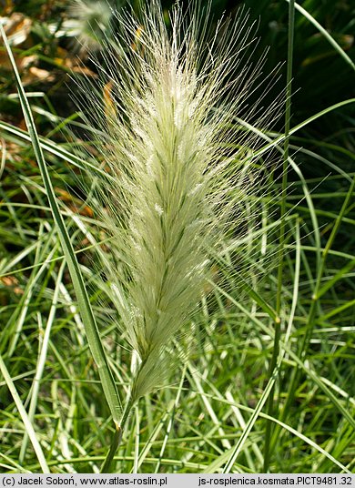 Pennisetum villosum