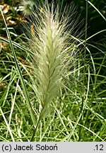 Pennisetum villosum