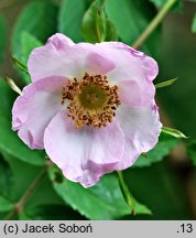 Rosa davidii (róża Davida)