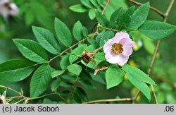 Rosa davidii (róża Davida)