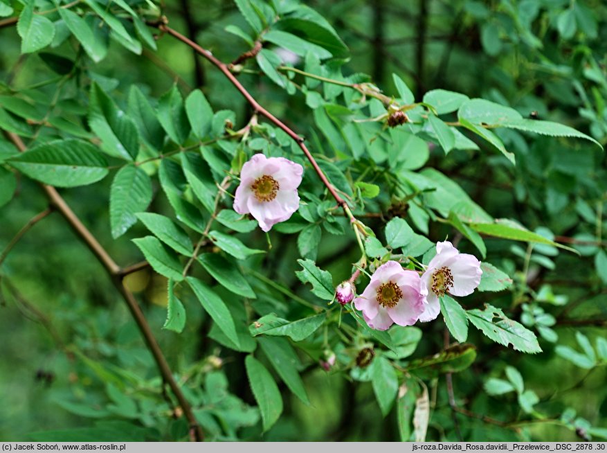 Rosa davidii (róża Davida)