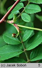 Rosa davidii (róża Davida)