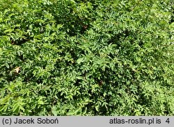 Rosa ×harisonii (róża Harisona)