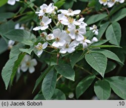 Rosa helenae (róża Heleny)