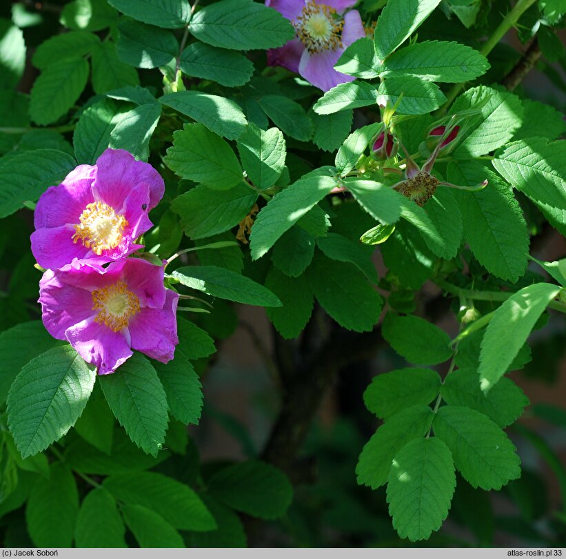 Rosa marretii (róża Marreta)