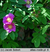 Rosa marretii (róża Marreta)