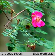 Rosa moyesii (róża Moyesa)