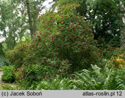 Rosa moyesii (róża Moyesa)