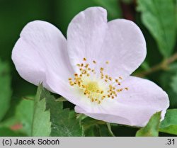 Rosa woodsii (róża Woodsa)