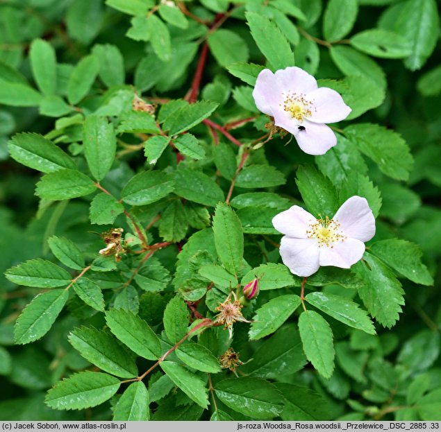 Rosa woodsii (róża Woodsa)