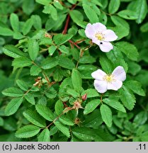 Rosa woodsii (róża Woodsa)