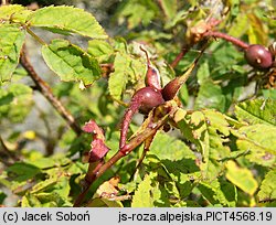 Rosa pendulina (róża alpejska)