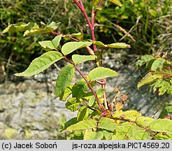 Rosa pendulina (róża alpejska)