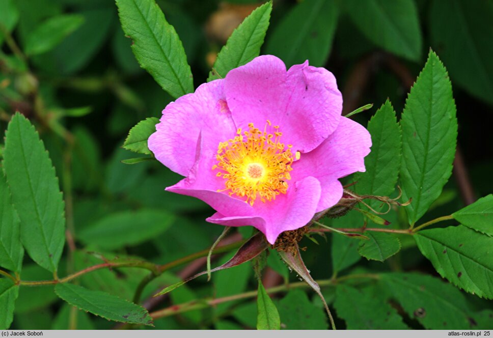 Rosa palustris (róża błotna)