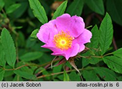 Rosa palustris (róża błotna)