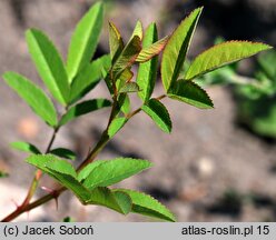 Rosa palustris (róża błotna)