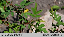 Rosa palustris (róża błotna)