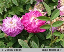 Rosa chinensis (róża chińska)