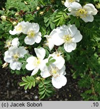 Rosa sericea (róża czteropłatkowa)