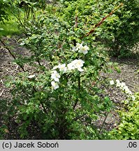 Rosa sericea (róża czteropłatkowa)