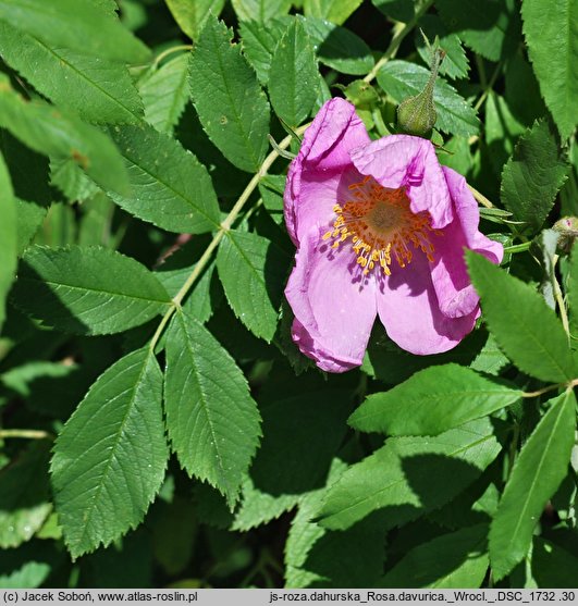 Rosa davurica (róża dahurska)