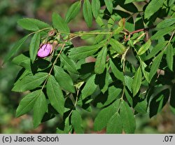 Rosa davurica (róża dahurska)