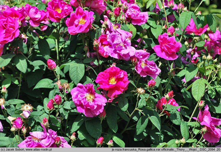 Rosa hort. Thory (gallica)