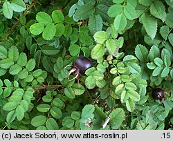 Rosa spinosissima (róża gęstokolczasta)