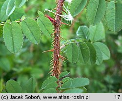 Rosa spinosissima (róża gęstokolczasta)