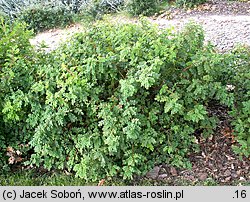 Rosa spinosissima (róża gęstokolczasta)