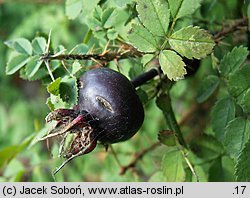 Rosa spinosissima (róża gęstokolczasta)