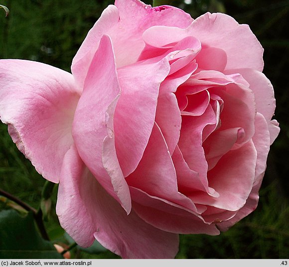 Rosa ×chinensis (róże herbatnie)