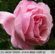 Rosa ×chinensis (róże herbatnie)